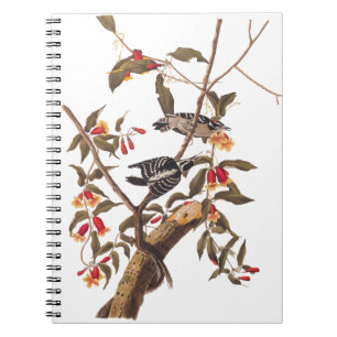 Audubon Downy Woodpecker Couple med Flowers Anteckningsbok