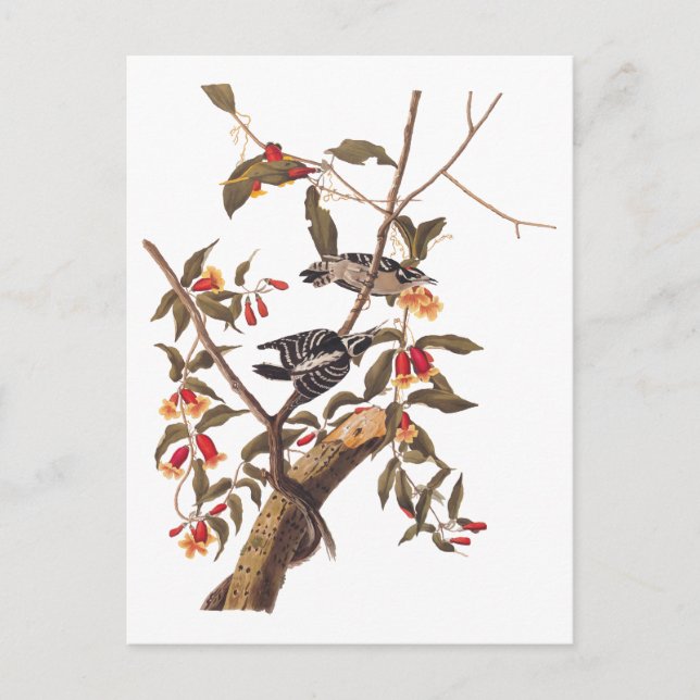Audubon Downy Woodpecker Couple med Flowers Vykort (Framsida)