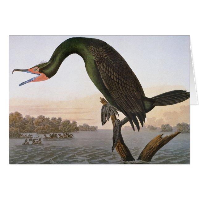 Audubon: Dubbla Crested Cormorant OBS Kort (Framsidan Horizontal)