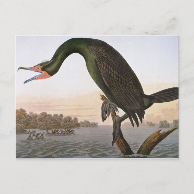 Audubon: Dubbla Crested Cormorant Vykort (Framsida)
