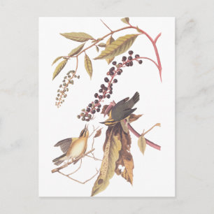 Audubon Eating Warbler i Mask Vykort