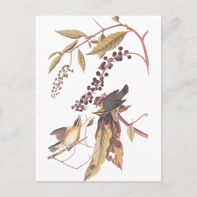 Audubon Eating Warbler i Mask Vykort (Framsida)