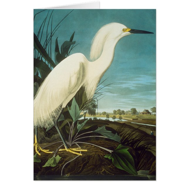 Audubon: Egret OBS Kort (Framsidan)