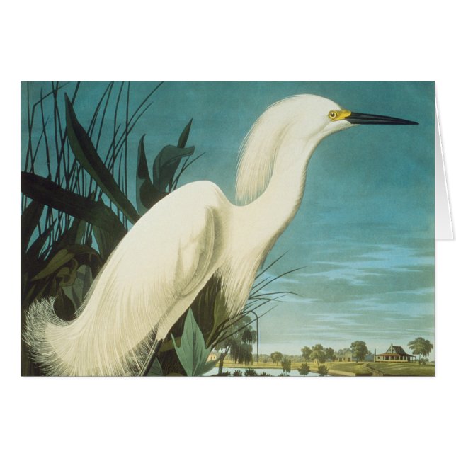 Audubon: Egret OBS Kort (Framsidan Horizontal)
