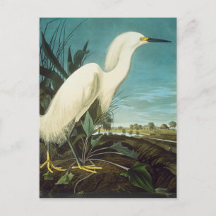 Audubon: Egret Vykort