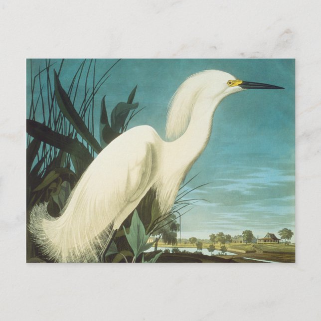 Audubon: Egret Vykort (Framsida)