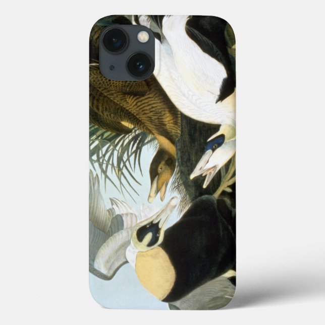 Audubon: Eider Anka (Baksida)