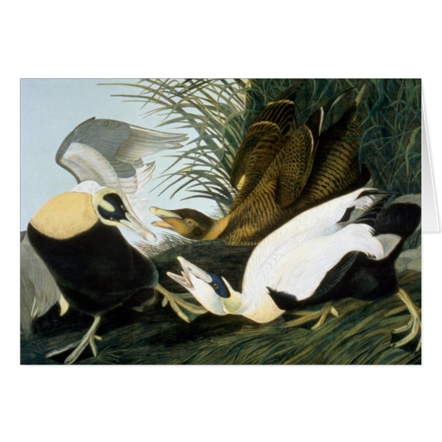 Audubon: Eider Anka OBS Kort (Framsidan Horizontal)