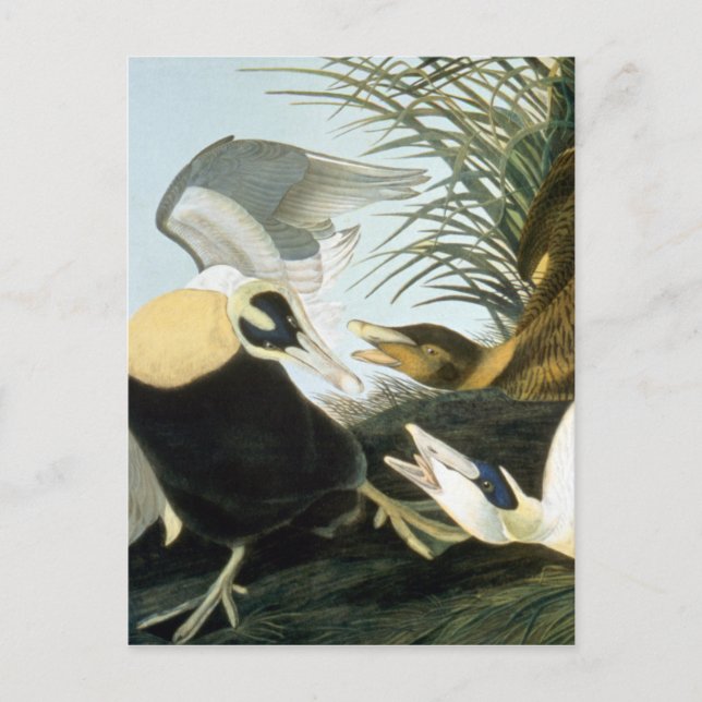 Audubon: Eider Anka Vykort (Framsida)