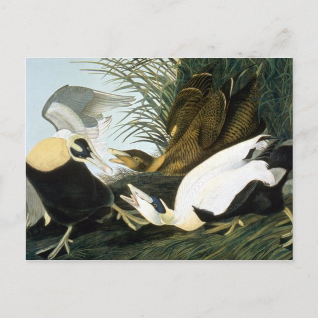 Audubon: Eider Anka Vykort (Framsida)