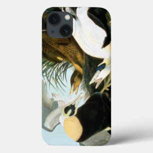 Audubon: Ejder