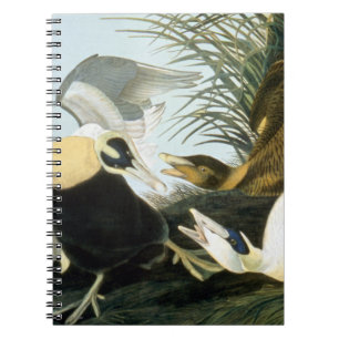 Audubon: Ejder Anteckningsbok Med Spiral