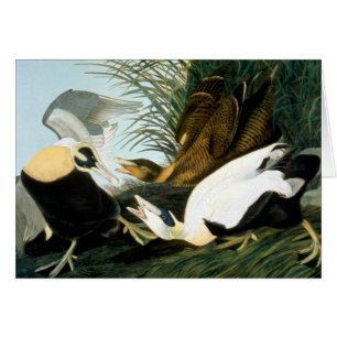 Audubon: Ejder OBS Kort