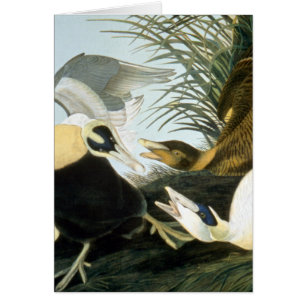 Audubon: Ejder OBS Kort