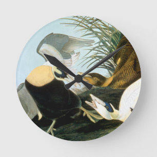 Audubon: Ejder Rund Klocka