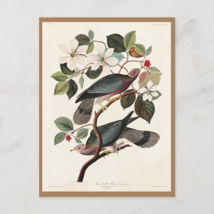 Audubon, Fåglar i Amerika, Duva, Natur, Antik Vykort