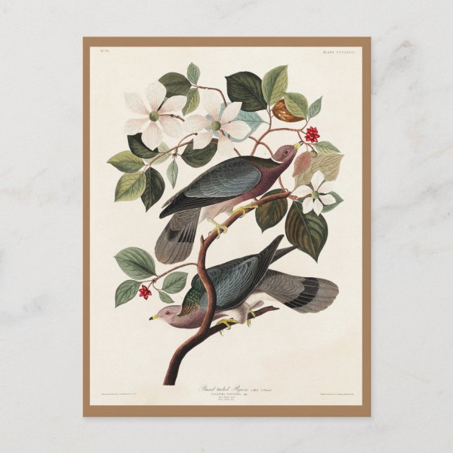 Audubon, Fåglar i Amerika, Duva, Natur, Antik Vykort (Framsida)