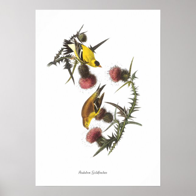 Audubon-fåglar Poster om Steklar (Framsidan)