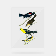 Audubon Fåglar - Stare Trupial Svartvit Trupial