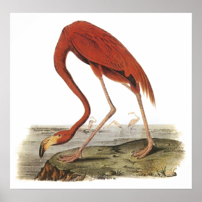 Audubon Flamingo Poster (Framsidan)