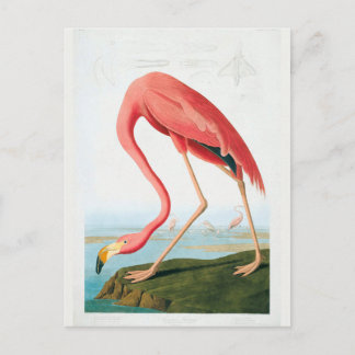 Audubon Flamingo Vykort