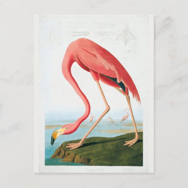 Audubon Flamingo Vykort (Framsida)