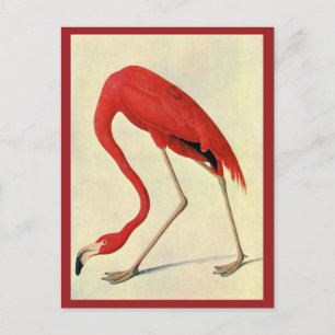 Audubon Flamingo-vykort Vykort