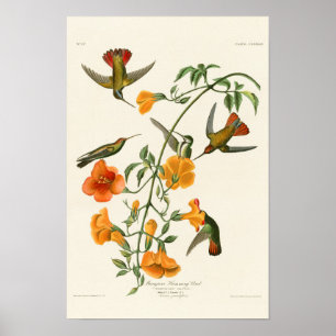 Audubon för Mangrovesurrfågel fåglar av Amerika Poster