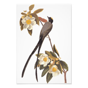 Audubon Fork Tails Flycatcher Bird Vintage Art Fototryck