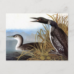 Audubon: gemensam loon vykort