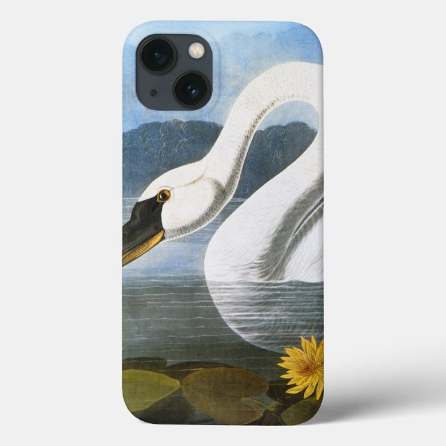 Audubon: Gemensamma Svan (Baksida)