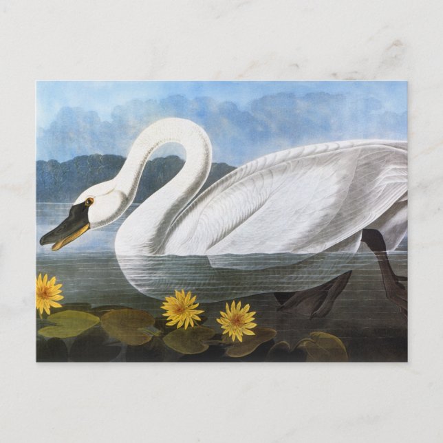 Audubon: Gemensamma Svan Vykort (Framsida)