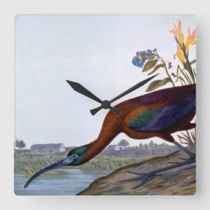 Audubon: Glansiga Ibis Fyrkantig Klocka