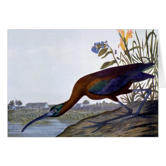 Audubon: Glansiga Ibis OBS Kort (Framsidan Horizontal)