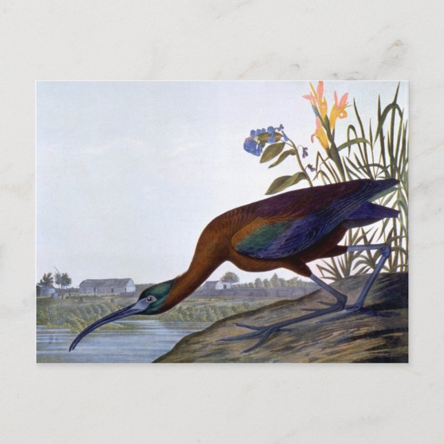 Audubon: Glossy Ibis Vykort (Framsida)