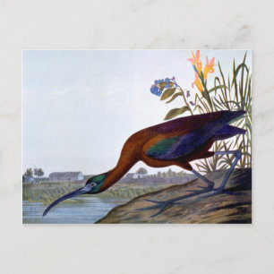 Audubon: Glossy Ibis Vykort
