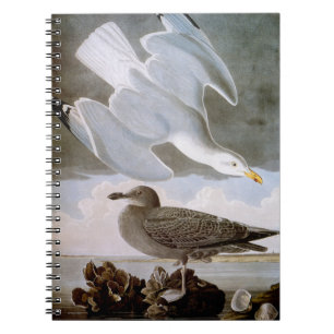 Audubon: Gråtrut Anteckningsbok Med Spiral