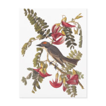 Audubon Grått Kingbird på Hummingbird Träd