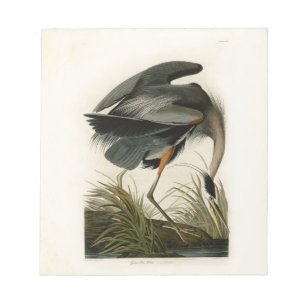 Audubon Great Blue Hägrar Marsh Fågel Anteckningsblock