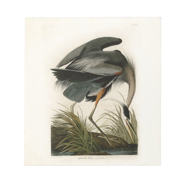 Audubon Great Blue Hägrar Marsh Fågel Anteckningsblock (Framsida)