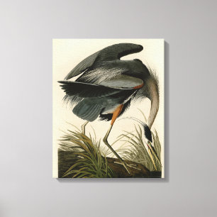 Audubon Great Blue Hägrar Marsh Fågel Canvastryck
