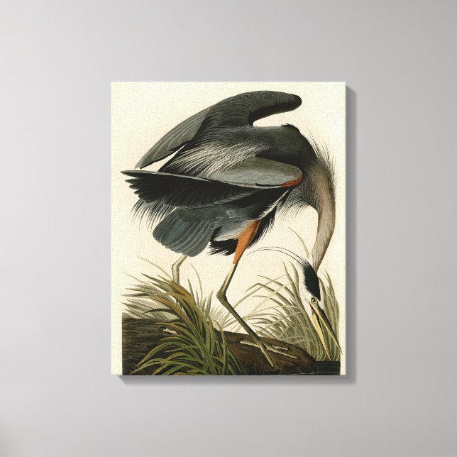 Audubon Great Blue Hägrar Marsh Fågel Canvastryck (Framsida)