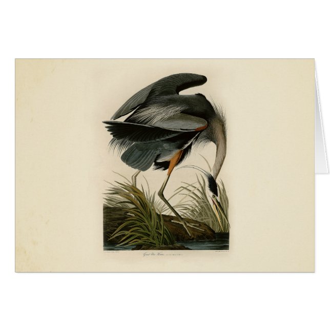 Audubon Great Blue Hägrar Marsh Fågel Hälsningskort (Framsidan Horizontal)