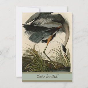 Audubon Great Blue Hägrar Marsh Fågel Inbjudningar