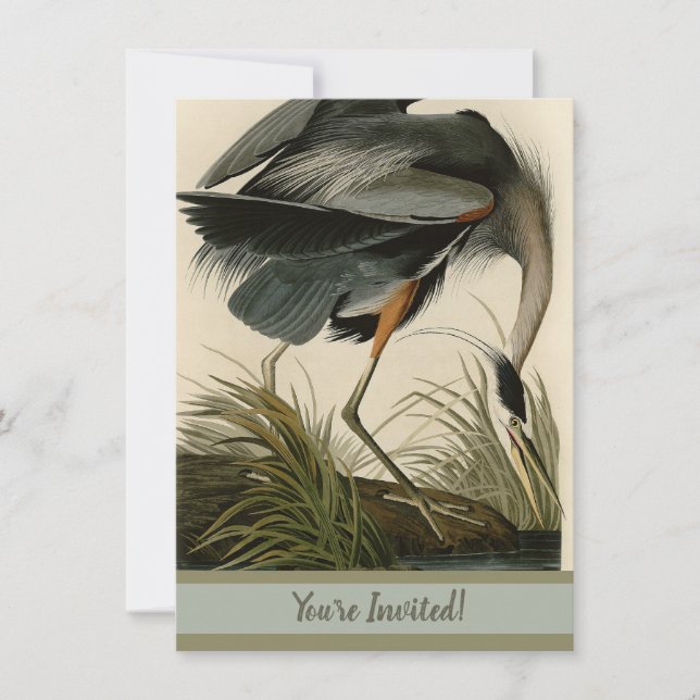 Audubon Great Blue Hägrar Marsh Fågel Inbjudningar (Framsida)