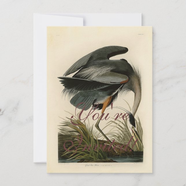 Audubon Great Blue Hägrar Marsh Fågel Inbjudningar (Framsida)