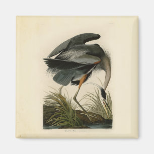 Audubon Great Blue Hägrar Marsh Fågel Magnet
