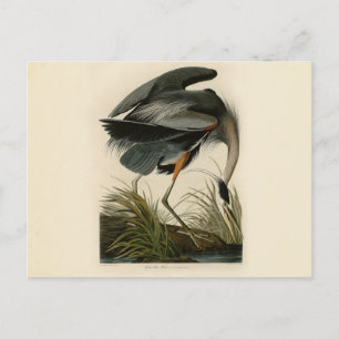 Audubon Great Blue Hägrar Marsh Fågel Vykort