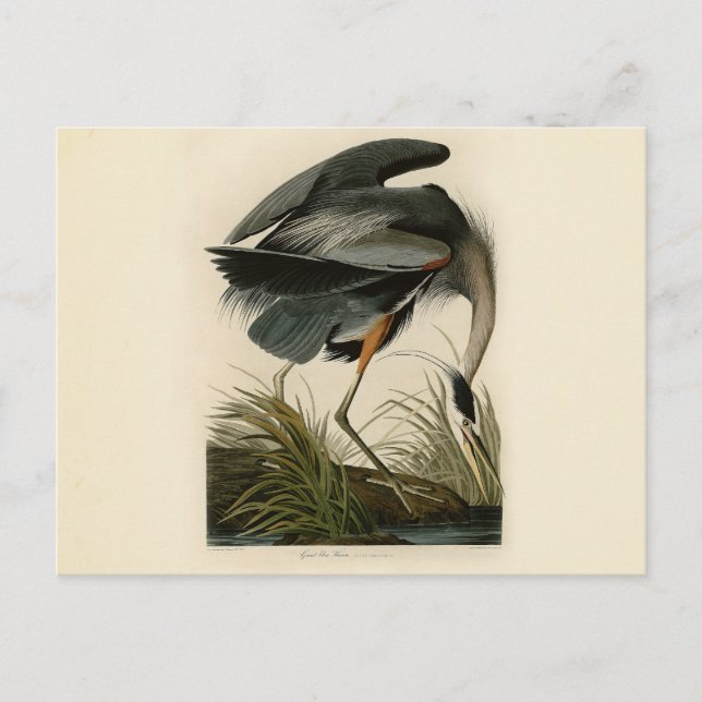 Audubon Great Blue Hägrar Marsh Fågel Vykort (Framsida)