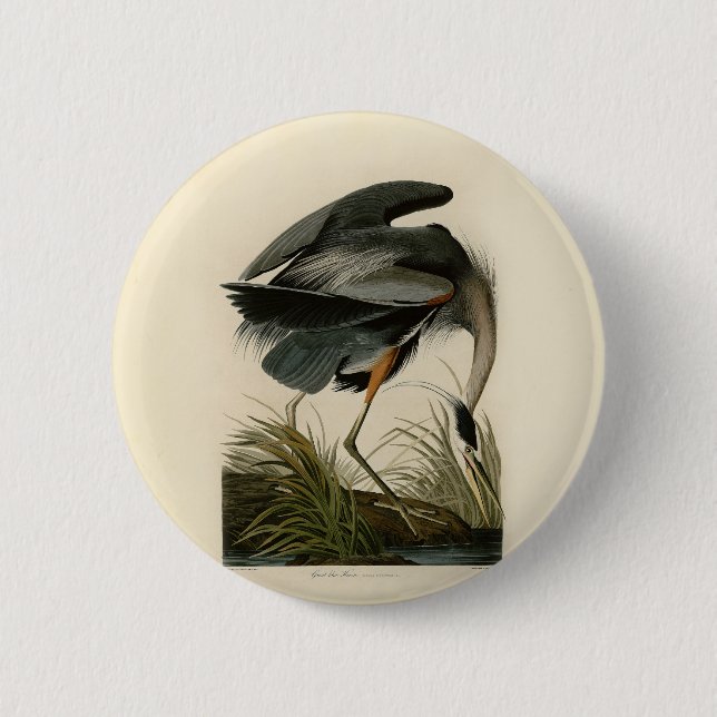 Audubon Great Blue Heron Marschfågel Knapp (Framsida)